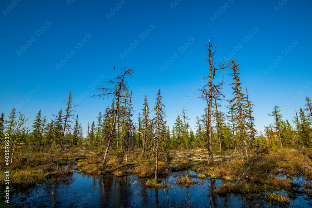 Sticker lake in the forest