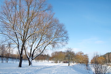 snow covered trees in the park