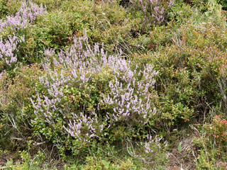 (Calluna vulgaris) Tapis de Bruyère sauvage ou callune rose recouvrant les pentes et pâturages de Forêt-Noire en Allemagne