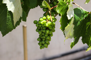 A beautiful vine with grapes at the beginning of growth.