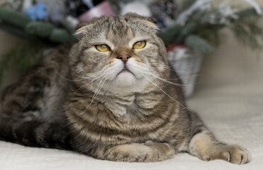 Portrait of a proud cat. Sly tabby cat.