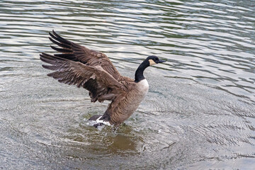 Kanadagans beim Putzen des Gefieders