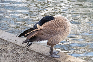 Kanadagans beim Putzen des Gefieders