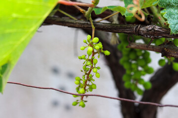 A beautiful vine with grapes at the beginning of growth.