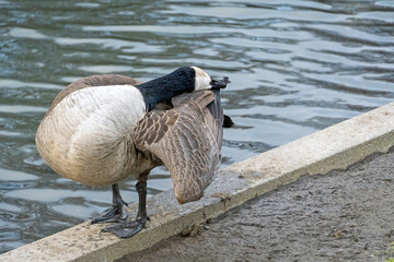 Kanadagans beim Putzen des Gefieders © E. Schittenhelm
