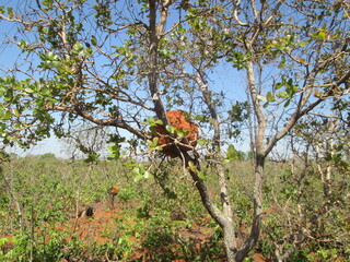 red apple tree in autumn