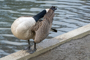 Kanadagans beim Putzen des Gefieders