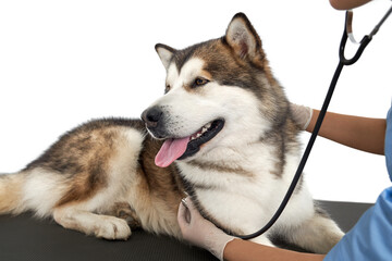 Husky dog clinic having his heart rate taken.