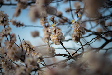Nice white apricot spring flowers branch macro photography nature awakening