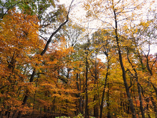 Autumn in the Forest: Various species of trees with brilliant fall leaves in various colors of red, orange, yellow, brow and green on a nice autumn day