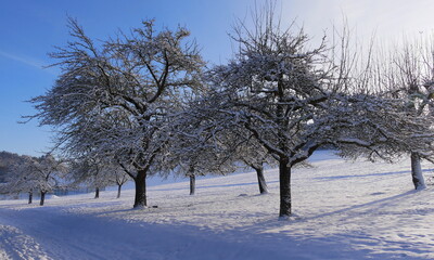 Streuobstwiese im Winter