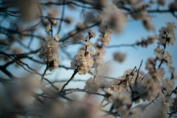 Nice white apricot spring flowers branch macro photography nature awakening