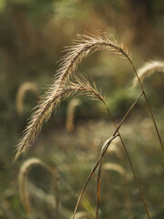Closeup shot of sedges © Eduard Schumann/Wirestock