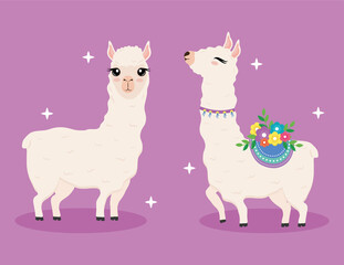 cute two alpacas exotic animals with flowers decoration characters vector illustration design