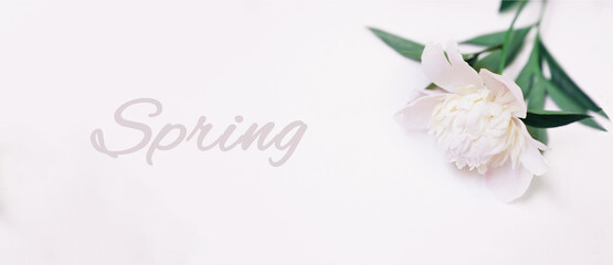 Fresh white peony on grey background banner with text Spring. High quality photo