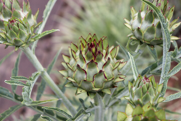 Naklejka na ściany i meble The beautiful artichoke flower, an exotic and medicinal plant.
