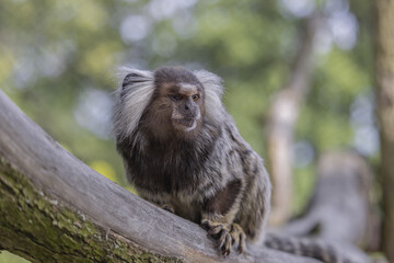  Common Marmoset (Callithrix jacchus) on a branch. Portrait of the ape from the profile.