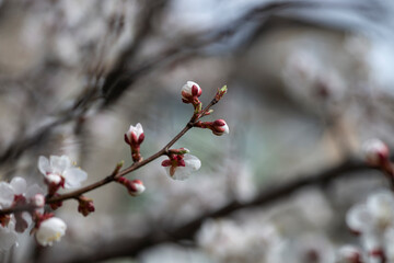 Nice white apricot spring flowers branch macro photography nature awakening
