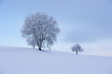 Wunderschöne Winteraufnahme mit verschneiten Bäumen in der blauen Stunde