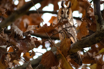 Bubo virginianus, Great horned owl, hoot owl