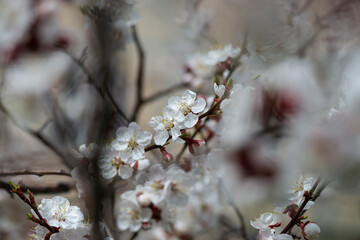 Nice white apricot spring flowers branch macro photography nature awakening