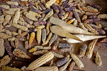 diferentes tipos de maíz