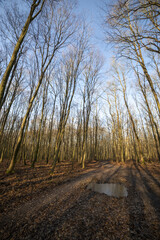 Bäume im Wald