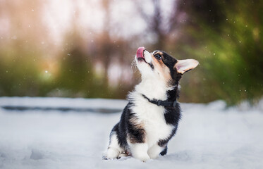 welsh corgi puppy in winter