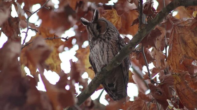 Bubo virginianus, Great horned owl, hoot owl
