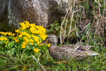 Wild duck (Anas platyrhynchos)