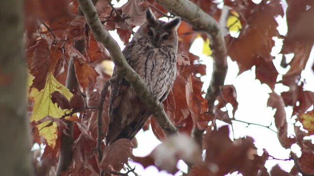 Bubo virginianus, Great horned owl, hoot owl