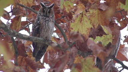 Bubo virginianus, Great horned owl, hoot owl