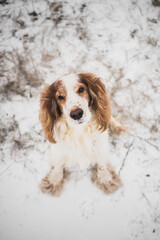 Portrait of a pedigree spaniel dog in grass and snow. Cute dog looks up at camera, winter outdoors scene
