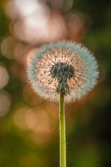 Dandelion Blow Ball from Within.