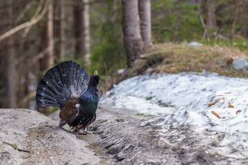 Capercaillie (Tetrao urogallus) male in the central european forest