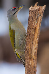 Grey -headed Woodpecker Picus canus - adult male foraging on dead tree