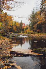 Fototapeta premium autumn in the forest