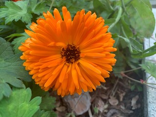 orange calendula flower