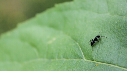 ant on leaf