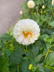 white dehlia flower