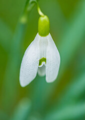 Snowdrop