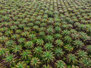 Palm oil plantation in Klias Beaufort, Sabah, Malaysia - aerial shot