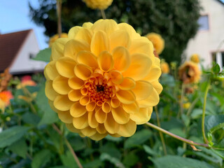 yellow dehlia flower