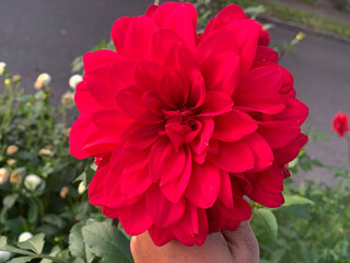 red dahlia flower