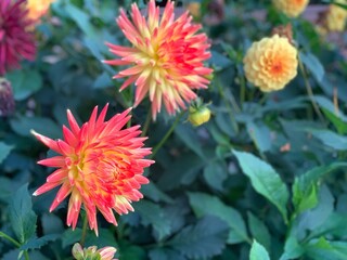 red and yellow dahlia