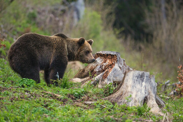 European Brown Bear (Ursus arctos arctos), in the forest, Slovakia