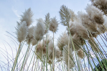 Background with plant with white tufts