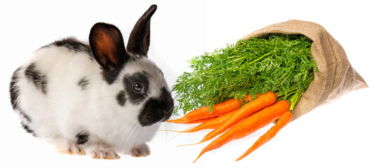 cute rabbit and sack with carrot isolated on a white