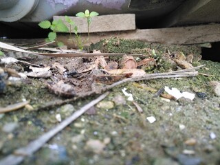 person picking mushrooms in the forest