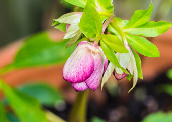 Budding Double Ellen